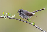 Image. Grey Fantail