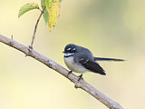 Image. Grey Fantail