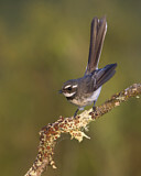 Image. Grey Fantail