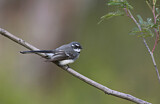 Image. Grey Fantail