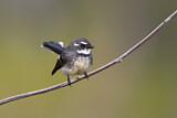 Image. Grey Fantail