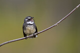 Image. Grey Fantail