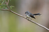 Image. Grey Fantail