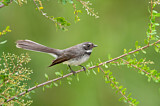 Image. Grey Fantail