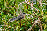 Image. Grey Fantail