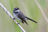 Image. Grey Fantail