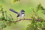 Image. Grey Fantail