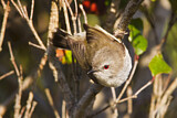 Image. Grey Gerygone