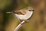 Image. Grey Gerygone