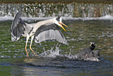 Image. Grey Heron & Eurasian Coot