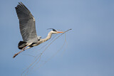 Image. Grey Heron