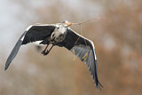 Image. Grey Heron