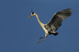 Image. Grey Heron