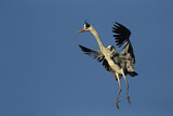 Image. Grey Heron