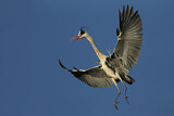 Image. Grey Heron
