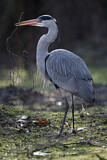 Image. Grey Heron