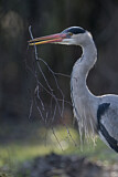 Image. Grey Heron