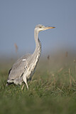 Image. Grey Heron
