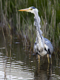 Image. Grey Heron