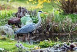 Image. Grey Heron