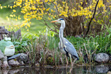Image. Grey Heron