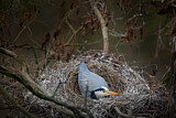 Image. Grey Heron