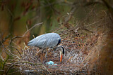 Image. Grey Heron