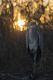 Image. Grey Heron