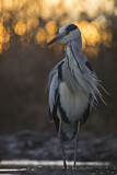 Image. Grey Heron