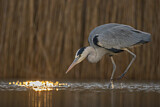 Image. Grey Heron