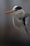 Image. Grey Heron