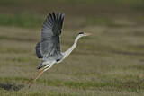 Image. Grey Heron