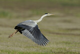 Image. Grey Heron