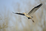 Image. Grey Heron