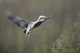 Image. Grey Heron