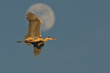 Image. Grey Heron