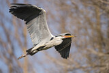 Image. Grey Heron