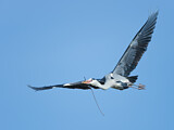 Image. Grey Heron