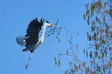 Image. Grey Heron