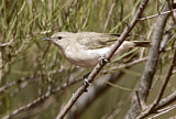 Image. Grey Honeyeater