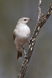 Image. Grey Honeyeater