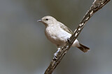Image. Grey Honeyeater