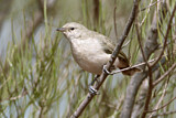 Image. Grey Honeyeater