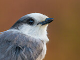 Image. Grey Jay