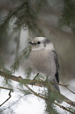 Image. Grey Jay