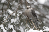 Image. Grey Jay