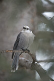 Image. Grey Jay