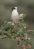 Image. Grey Jay