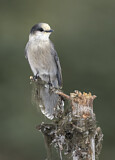Image. Grey Jay
