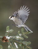 Image. Grey Jay